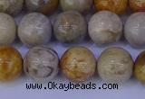 CFC203 15.5 inches 10mm round fossil coral beads wholesale