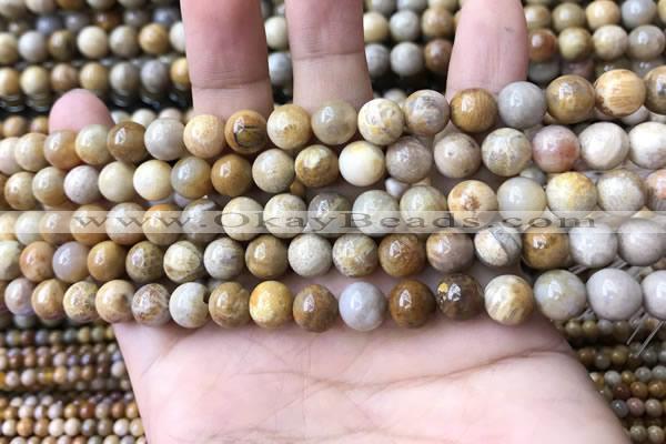 CFC321 15.5 inches 6mm round fossil coral beads wholesale