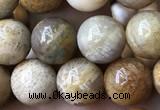 CFC322 15.5 inches 8mm round fossil coral beads wholesale