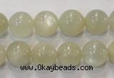 CMS314 15.5 inches 12mm round natural moonstone beads wholesale