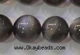 CMS861 15.5 inches 12mm round A grade natural black moonstone beads