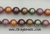 CSB312 15.5 inches 8mm round mixed color shell pearl beads